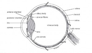 cornee - anat and physio of farm animals wiley