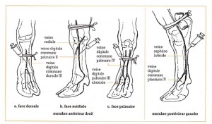lieu d'injection pour anesth IV sous garrot- point veto tome 2 2001 p72