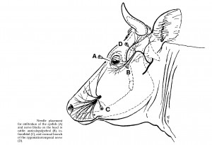 lumb and jones, paupière auriculo