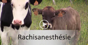 vignette rachianesth